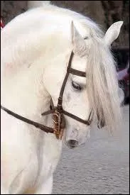 Et la robe de ce cheval ?