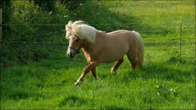 Quelle est la robe de ce Shetland ?