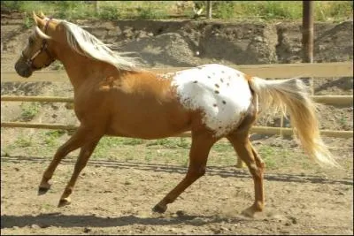 Quelle est la robe de ce magnifique cheval ?