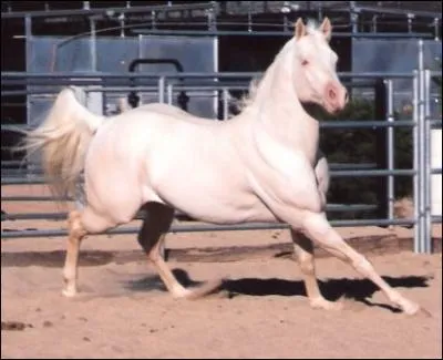 Hum... . Quelle robe ?