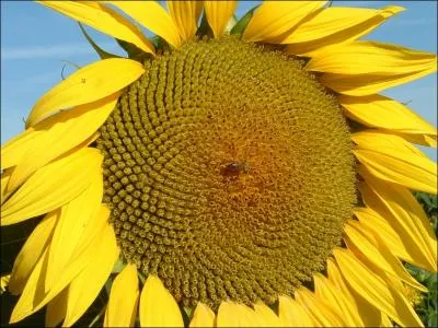 On me cultive pour faire de l'huile, qui suis-je ?