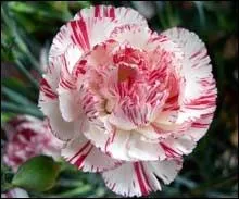 Il en existe plus de 300 espces, bien souvent, elle borde les jardins, quelle est cette fleur ?