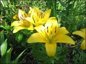 Emblme des rois de France, qui suis-je ?