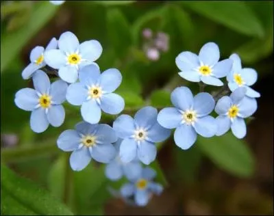Bleue, parfois rose ou blanche, on retrouve cette fleur dans les jardins. Il s'agit...