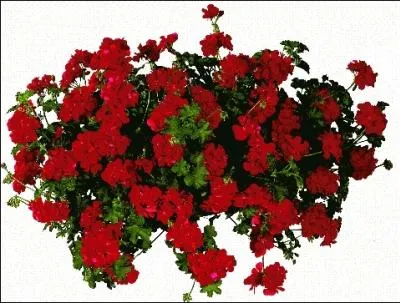 Roi / reine des balcons, je suis...