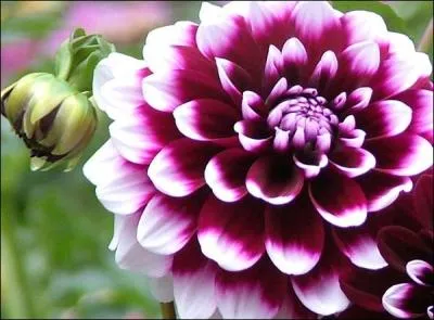 Magnifique fleur  bulbe, je suis...