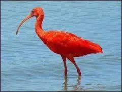 Oiseau échassier qui vole deux fois :