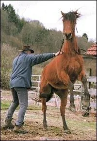 Comment voit-on qu'un cheval a peur ?