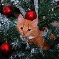 Mon troisime est un compagnon flin.