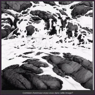 Combien y a-t-il de vaches ?