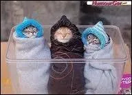 On y place des prmaturs ...