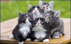 Regroupement de personnes autour du chant ...