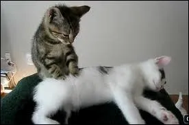 Quel type d'huile est utilise en soin corporel ...