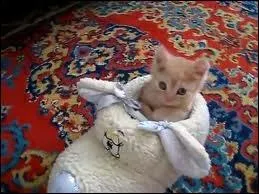 Parfois aux pommes, parfois tient les pieds au chaud ...