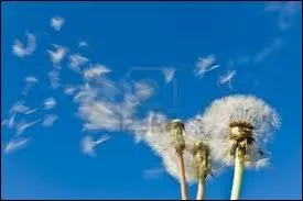 De qui est cette chanson :  Ds que le vent soufflera  ? (et l... trop simple)