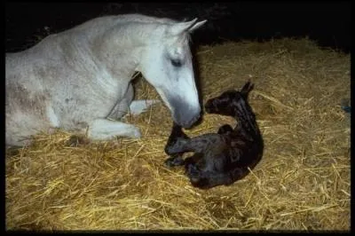 Quand un poulain nat, qu'est-ce qui apparat en premier ?