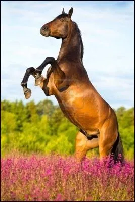 Quand le cheval lve ses postrieurs, que fait-il ?