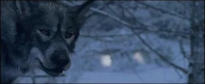 Comment s'appelle le loup sur cette photo ?