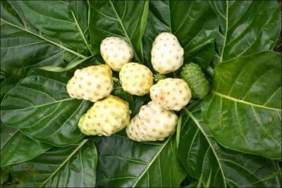 Ce fruit est mentionn dans des textes anciens sanscrits, en Polynsie, il est considr comme un fruit miracle, capable de soigner de nombreuses maladies !