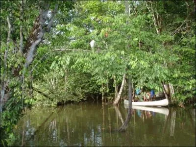 De ces trois animaux, lequel est herbivore et vit la plupart du temps dans un arbre, au-dessus de l'eau !