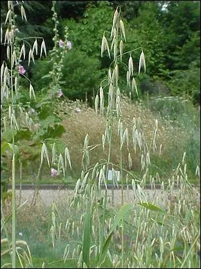 Quel est le nom de cette  mauvaise herbe  ?