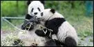 Qui a chant  Pandi, Panda, petit ourson de Chine...   ?