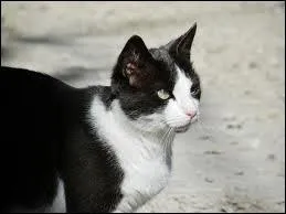 Les chats aiment-ils les chiens ?