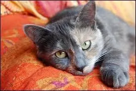 S'agit-il d'une femelle ?