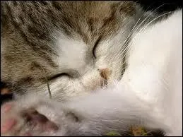 C'est un chat qui...