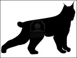  quel animal appartient cette silhouette ?