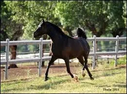 Je lve la queue, je me cabre, je gratte le sol et je hennis joyeusement. De quelle humeur suis-je ?