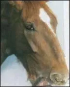 Il mord la porte du box, il :