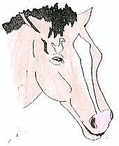 Quiz Chevaux