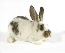 Comment traduit-on  lapin  en espagnol ?