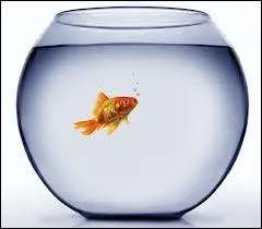 Comment traduit-on  poisson  en espagnol ?