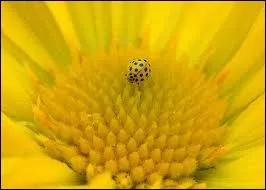 Comment traduit-on  jaune  en espagnol ?