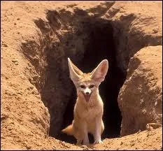 Le fennec qui est prsent surtout dans le dsert du Sahara est non seulement la plus petite espce de renards mais aussi la plus petite espce de canids au monde.