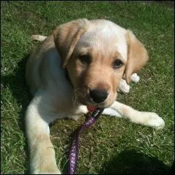 Comment s'appelle le chien de Liam ?