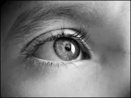 Qui chantait  Je n'imaginais pas les cheveux de ma mre autrement que gris-blancs avant d'avoir connu cette fille aux yeux clairs qu'elle tait  vingt ans  ?