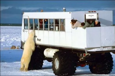 C'est fin novembre, dbut octobre, que les ours polaires ont la fcheuse habitude de se rapprocher un peu trop de moi, je porte le nom d'un clbre fumeur de cigare !