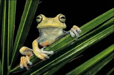 Une collection dont le thme tourne autour se nomme ... .