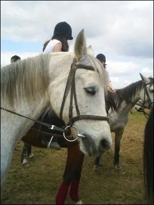 Comment appelle-t-on le cri du cheval ?