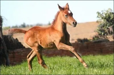 Il faut de longs mois pour que le poulain apprenne  galoper .