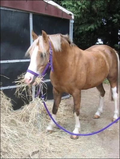 La robe du cheval ''pie'' est compose de ...