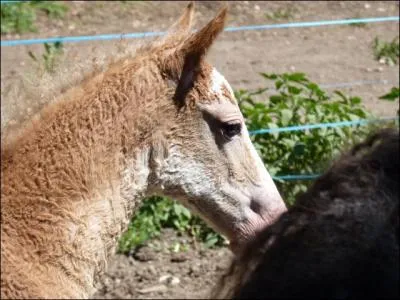 Quel quid a une robe frise ?
