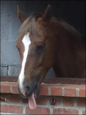 Combien de gots peut distinguer un cheval ?