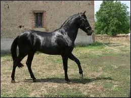 Quelle est la race de ce cheval ?