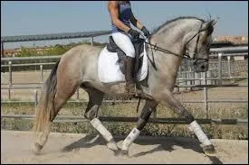 Quelle est la race de ce cheval ?