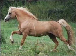 Quelle est la race de ce poney ?