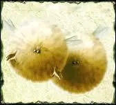 Comment s'appelle cet animal ?